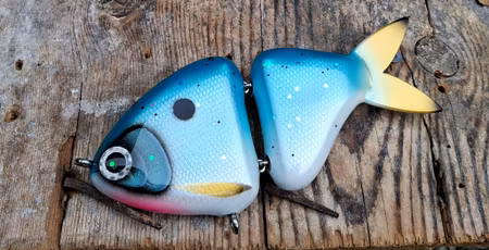 Jointed Buttface Bluebird Shad