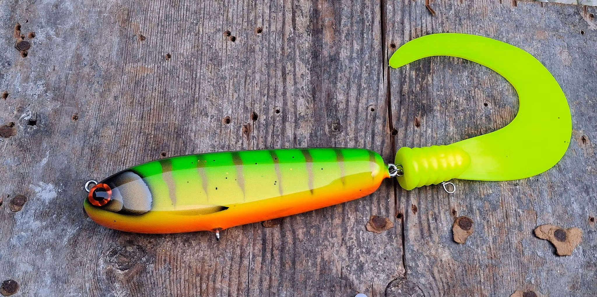 KingKong-tail Goldkissed Firetiger