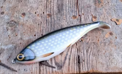 Big Backlip Natural Pike