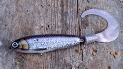 KingKong-tail Pickleback Whitefish