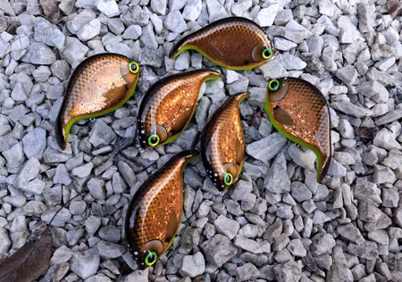 Braxlip original HotCopperBream