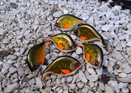 Braxlip original MotoroilGoldGlitterRudd