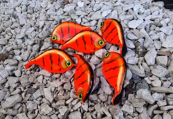 Braxlip original RedTiger