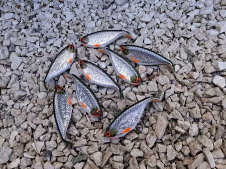 Shadlip CD16 GlitterRoach