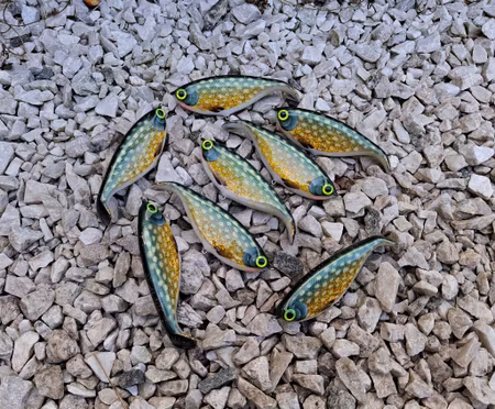 Shadlip CD16 Holographic pike