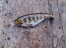 Shadlip CD16 Shimmering smolt