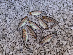 Shadlip CD16 Shimmering smolt
