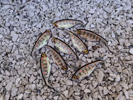 Shadlip CD16 Shimmering smolt