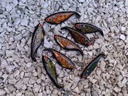 Shadlip CD16 Black chameleon carp