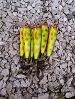 Twitchtail crank  Hotspottedbullhead