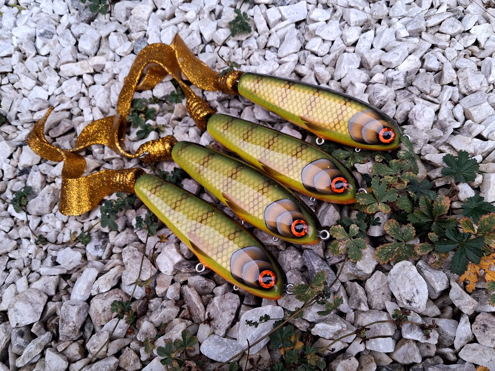KingKong-tail 'Olive Orangebellyperch'