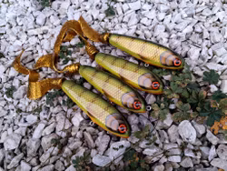 KingKong-tail 'Olive Orangebellyperch'