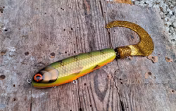 KingKong-tail 'Olive Orangebellyperch'