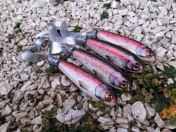 KingKong-tail 'Holographic Rainbowtrout'