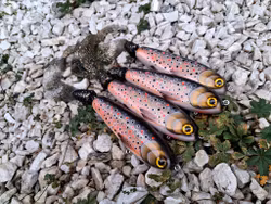 KingKong-tail 'Holographic BrownTrout
