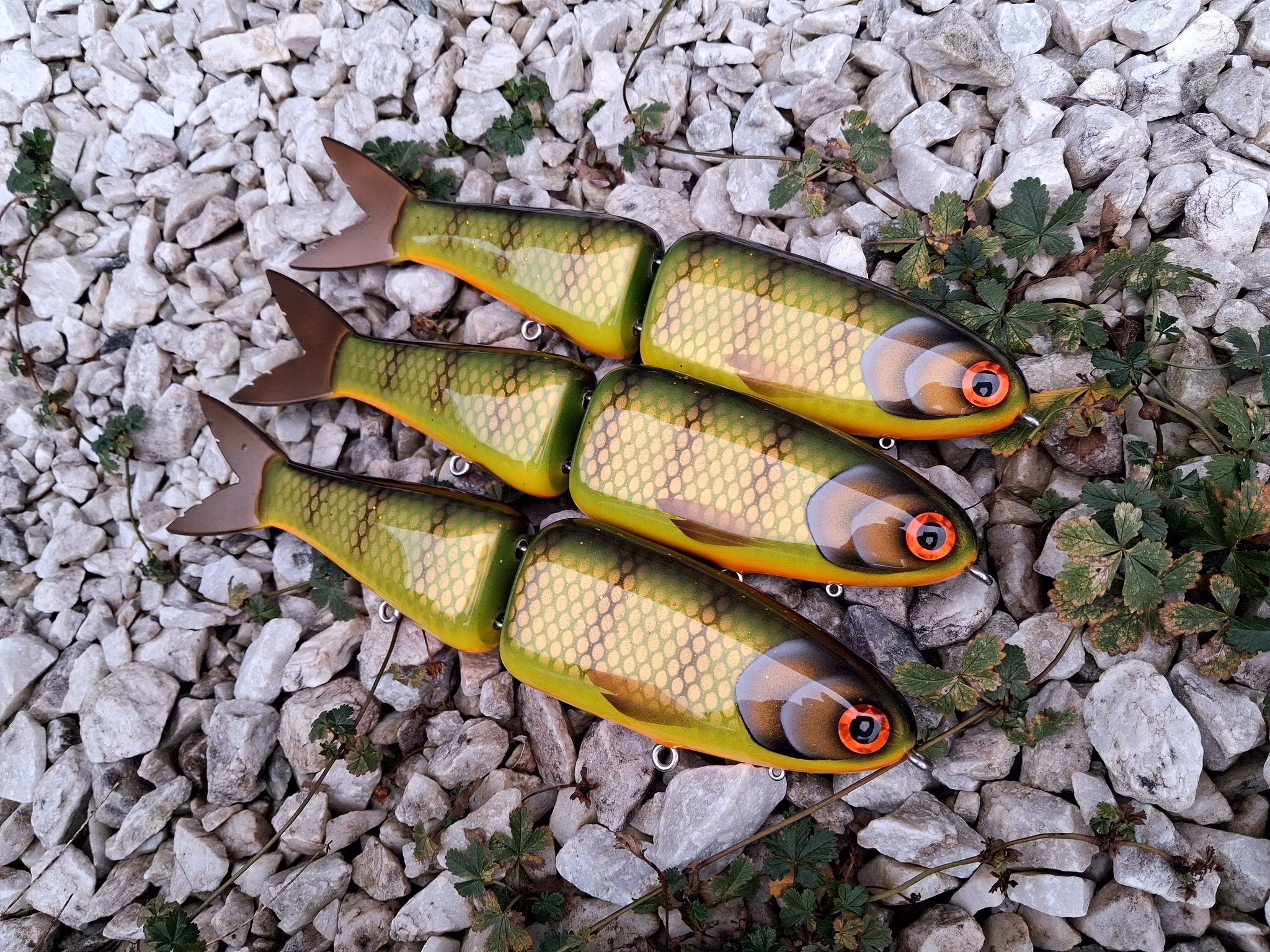 Big Gun Swim 'Olive Orangebellyperch'