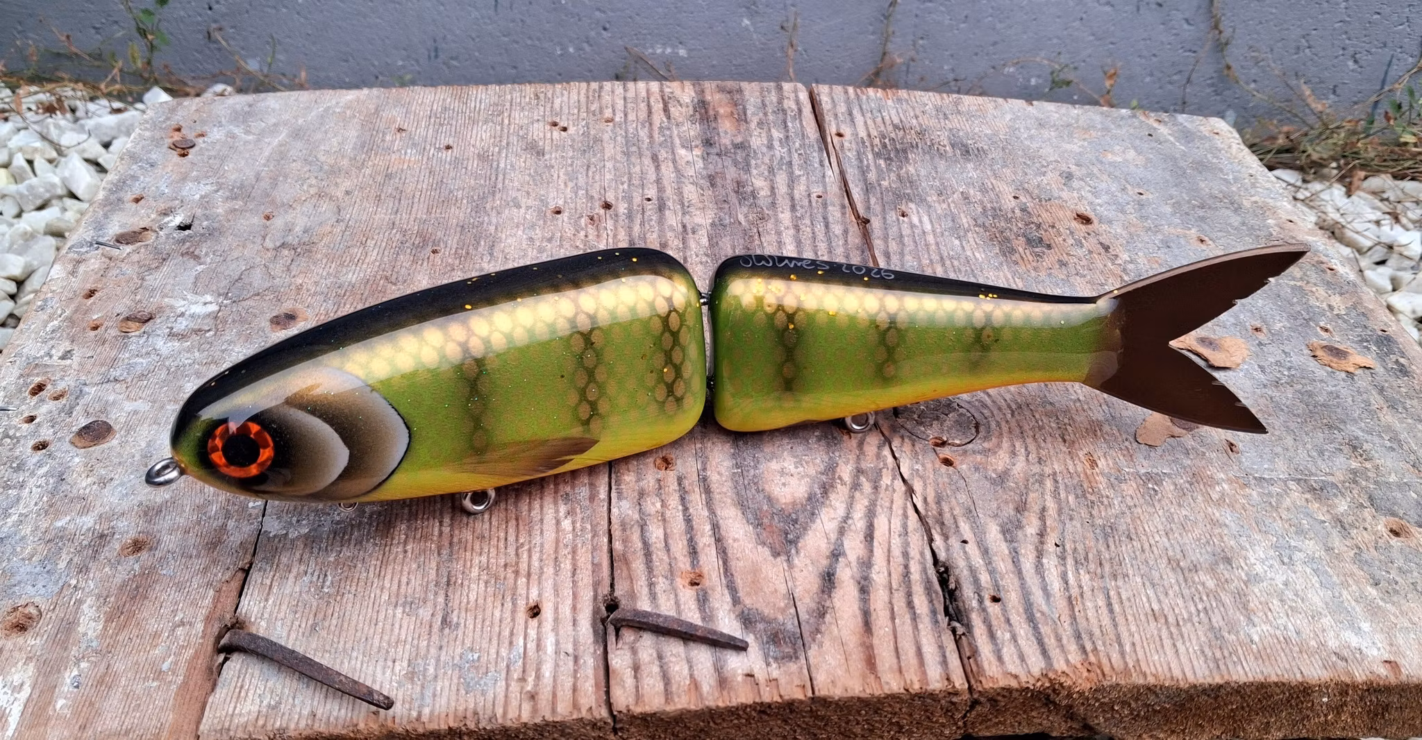 Big Gun Swim 'Olive Orangebellyperch'