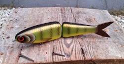 Big Gun Swim 'Olive Orangebellyperch'