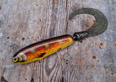 KingKong-tail 'MotoroilHotbelly-SpottedBullhead'
