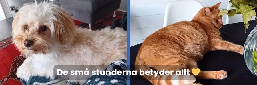 Kärleken till våra husdjur mer än bara sällskap
