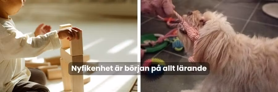Nyfikenhet nyckeln till lärande och utveckling