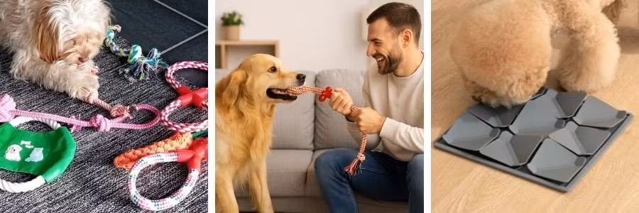 Aktivera din hund hemma – tips & lek