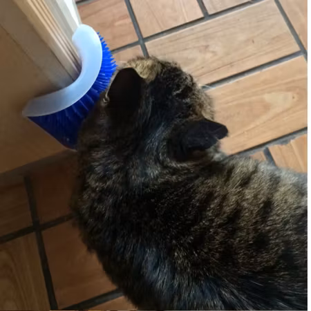 Köp katt Groomer katten borstar själv