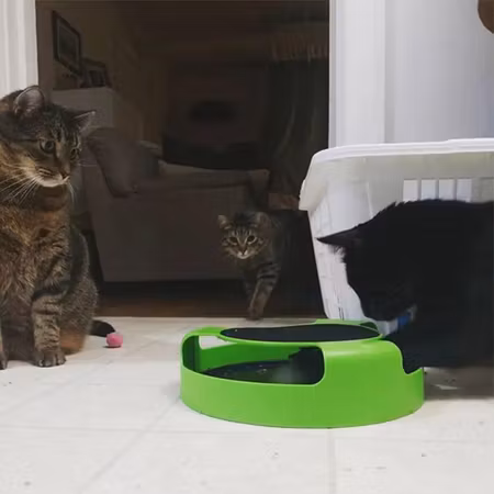 Leksak till katten (fånga musen)