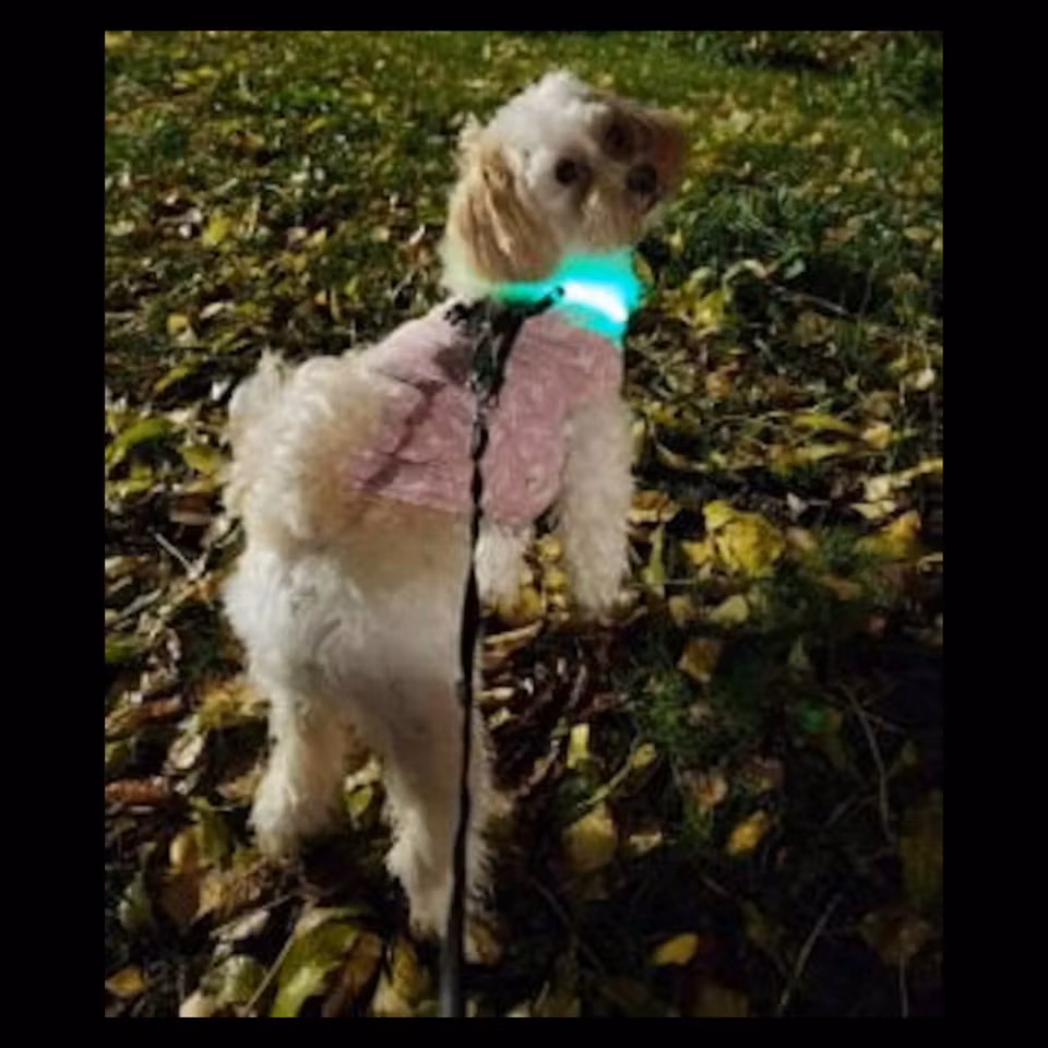 Lysande hundhalsband 185 mm för hunden