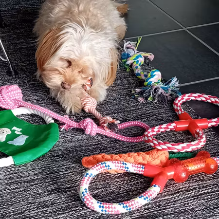 Aktivitets- och tuggleksaker för hund 10-pack