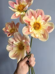 April Heather | Krukad planta