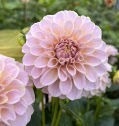 KA's® Cinder Rose | krukad planta