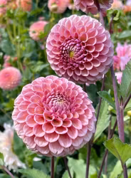 Bracken Rose | krukad planta