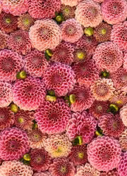 Bracken Rose | krukad planta