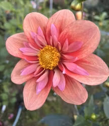 Desert Sun Blomstrar |  krukad planta