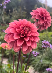 KA's® Rosie Jo | krukad planta