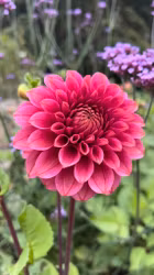 KA's® Rosie Jo | krukad planta