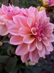 Mystic Pink  | KNÖL