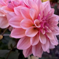Mystic Pink  | KNÖL