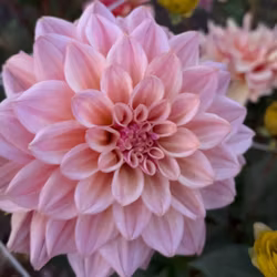 Mystic Pink  | KNÖL
