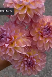 Hapet Vintage | KNÖL