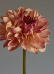 Smashing Fiore | Mini-Planta