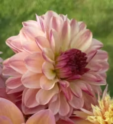 Smashing Fiore | Mini-Planta