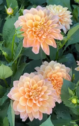 Stardust Blomstrar | Krukad planta