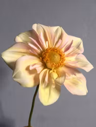 Appleblossom  |  Krukad Planta