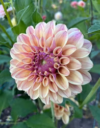 KA's® Rhubarb | krukad planta
