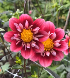 My Cherry Pie Blomstrar | krukad planta