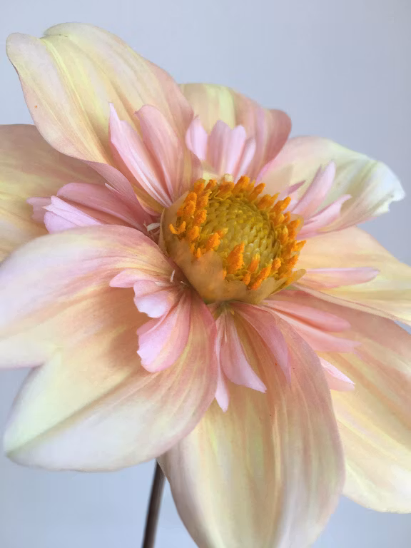 Appleblossom  |  Max 1 per kund