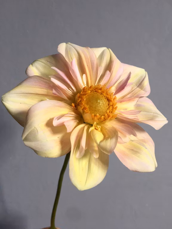 Appleblossom  |  Max 1 per kund