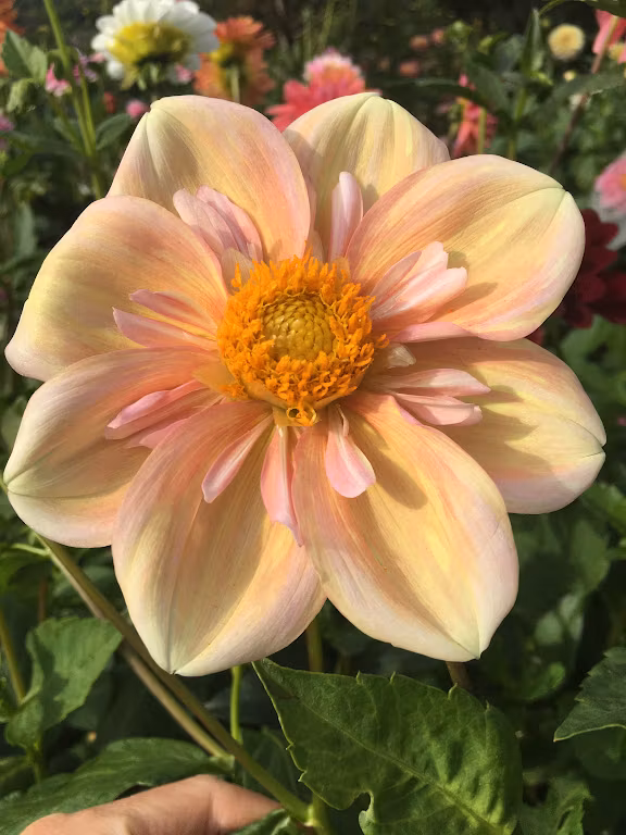 Appleblossom  |  Max 1 per kund